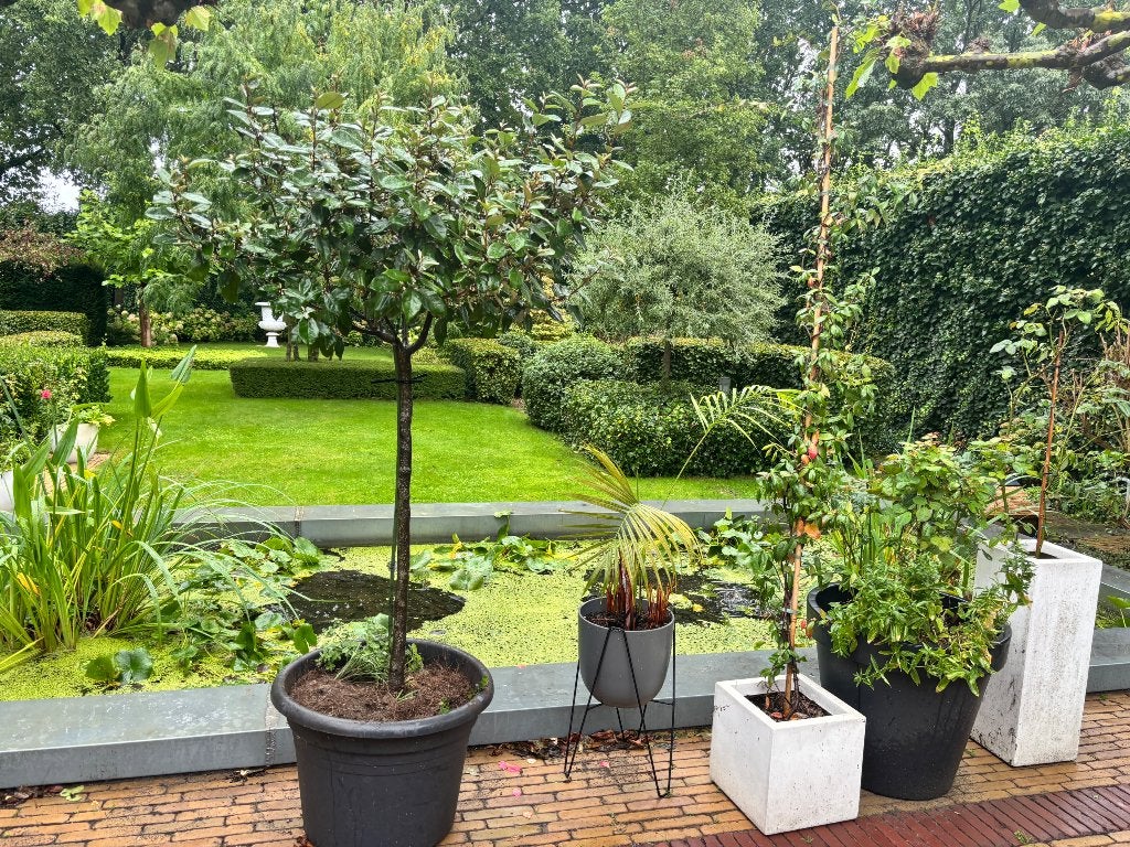 Olijfwilg op stam, Tuin en Terras, 100 tot 250 cm, Zomer, Ophalen, Volle zon