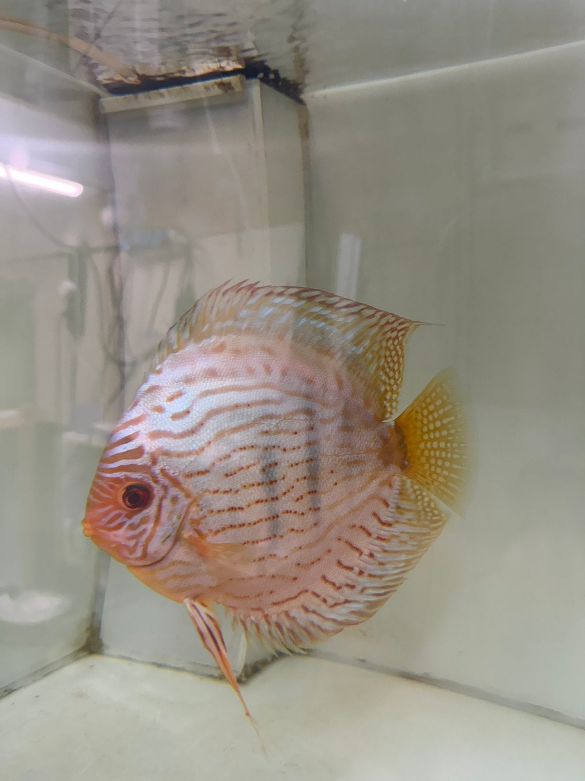 Koppel discis vissen., Dieren en Toebehoren, Vis, Zoetwatervis