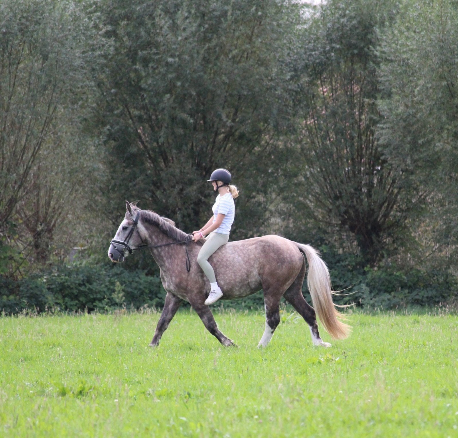 super brave  ruin geschikt voor beginners/onzekere ruiter, E pony (1.48m - 1.57m), Met stamboom, B, Ruin