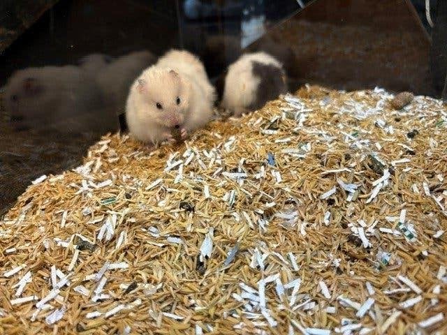 Te koop Goudhamster, Dieren en Toebehoren, September, Meerdere dieren, Hamster