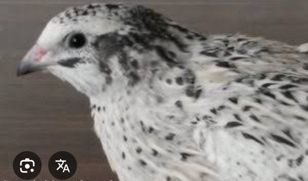 Prachtige Japanse kwartels! Vele kleuren, Meerdere dieren, Overige soorten