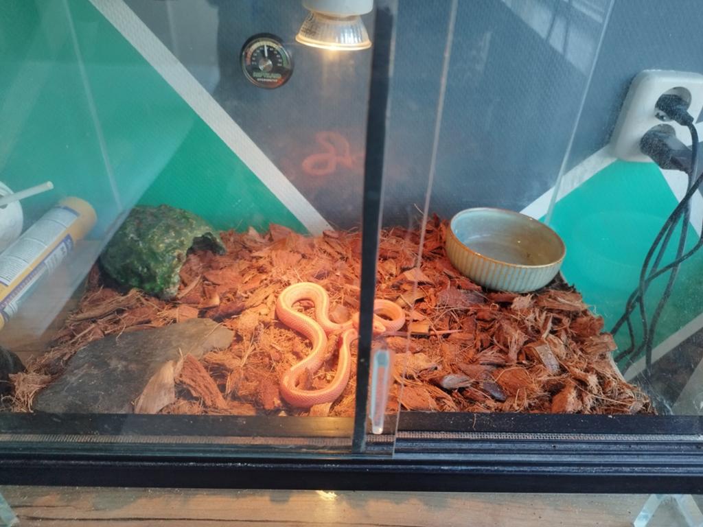 Rattenslang met terrarium Rat Snake - unknown for sale from Greta
