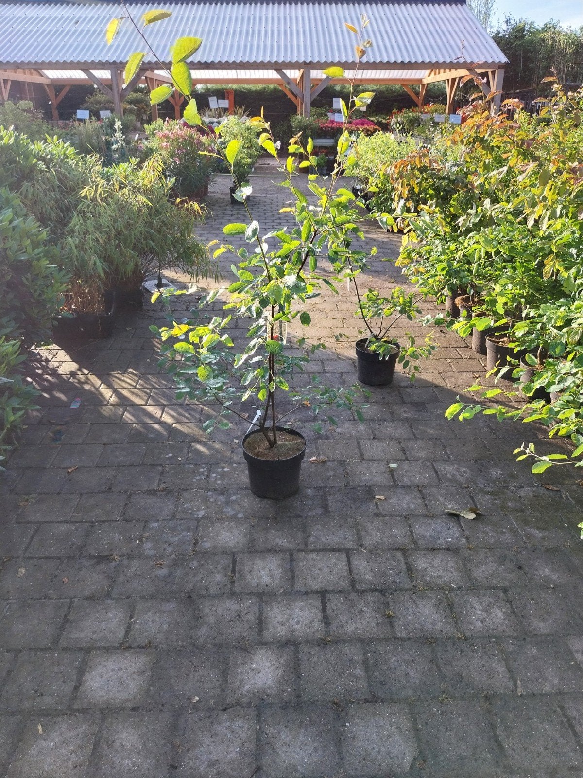 Amelanchier lamarckii - Krentenboompje, Ophalen, Volle zon