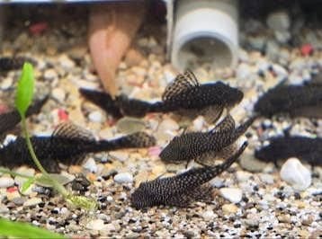 jonge borstelneus algeneters, Vis, Zoetwatervis
