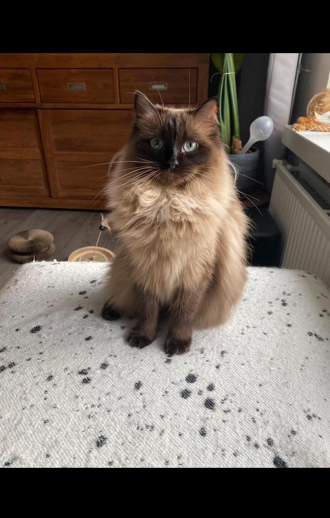 GERESERVEERD! Ragdoll kittens, Dieren en Toebehoren, Meerdere dieren