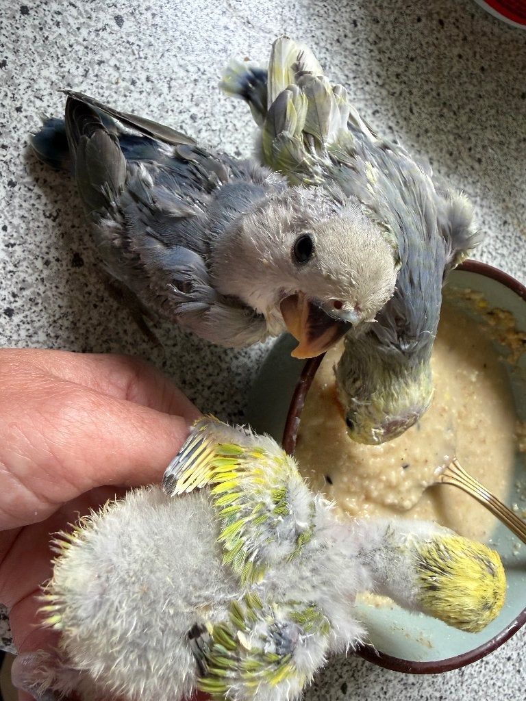 Baby agapornis, Geslacht onbekend, Dwergpapegaai of Agapornis, Tam