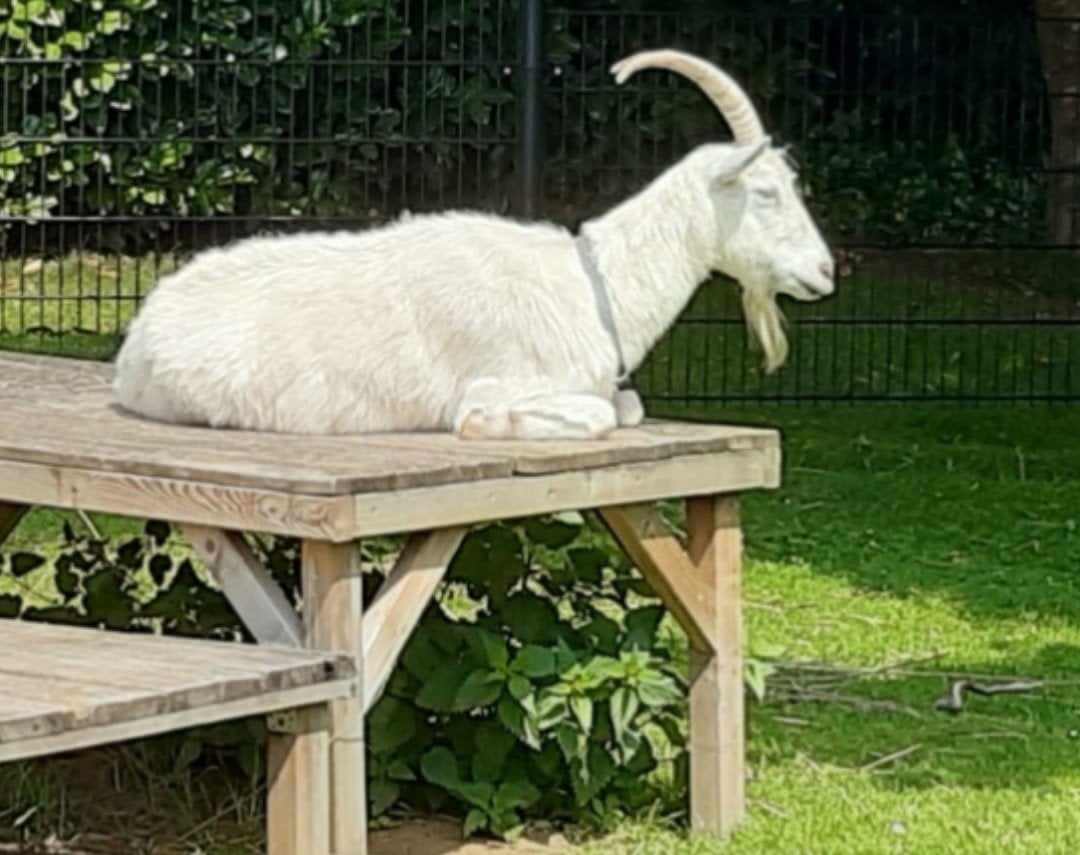 Lig tafel voor geiten, Dieren en Toebehoren, Stalling en Weidegang, Weidegang