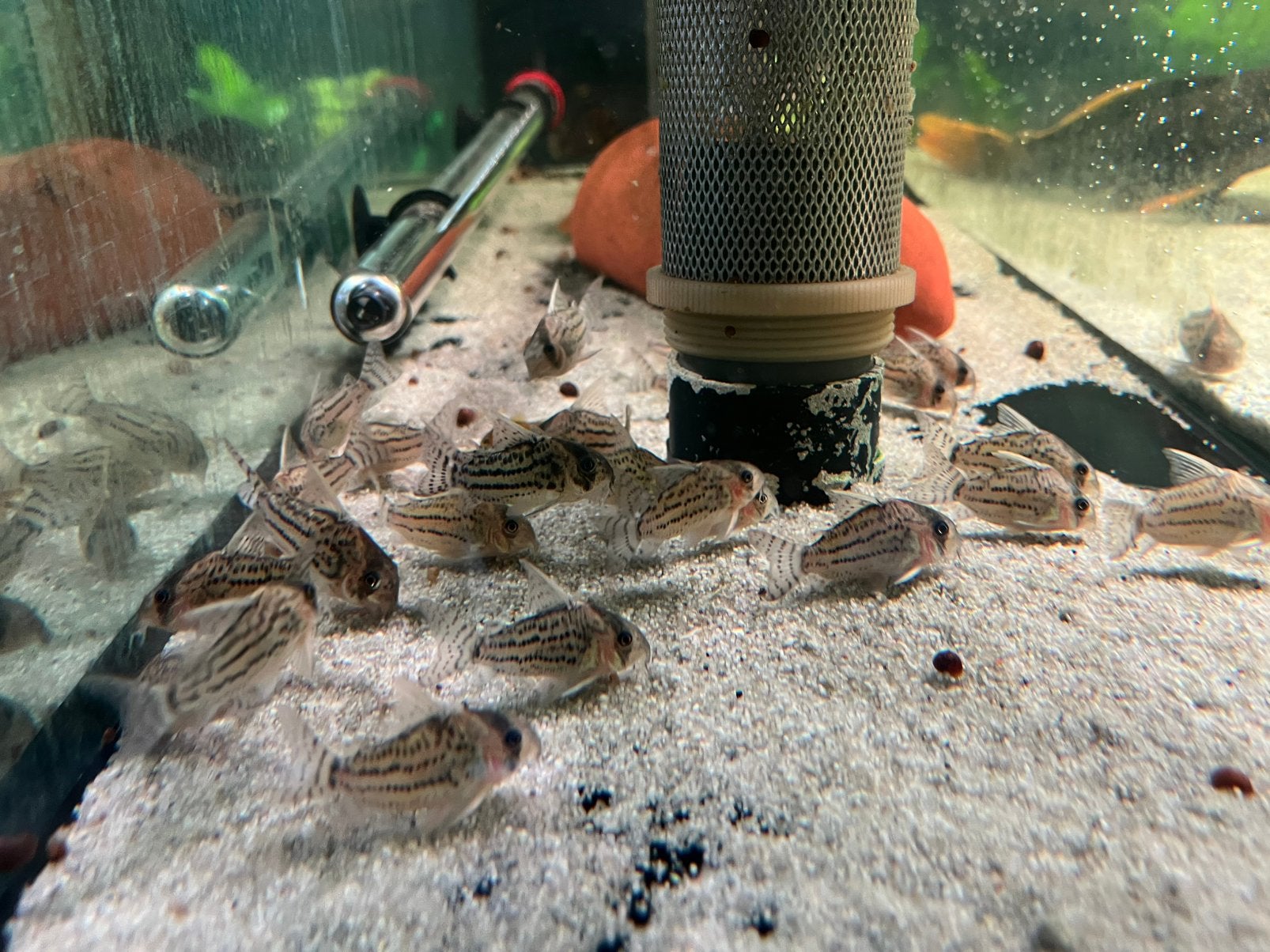 Corydoras schawartzi, Dieren en Toebehoren, Vis