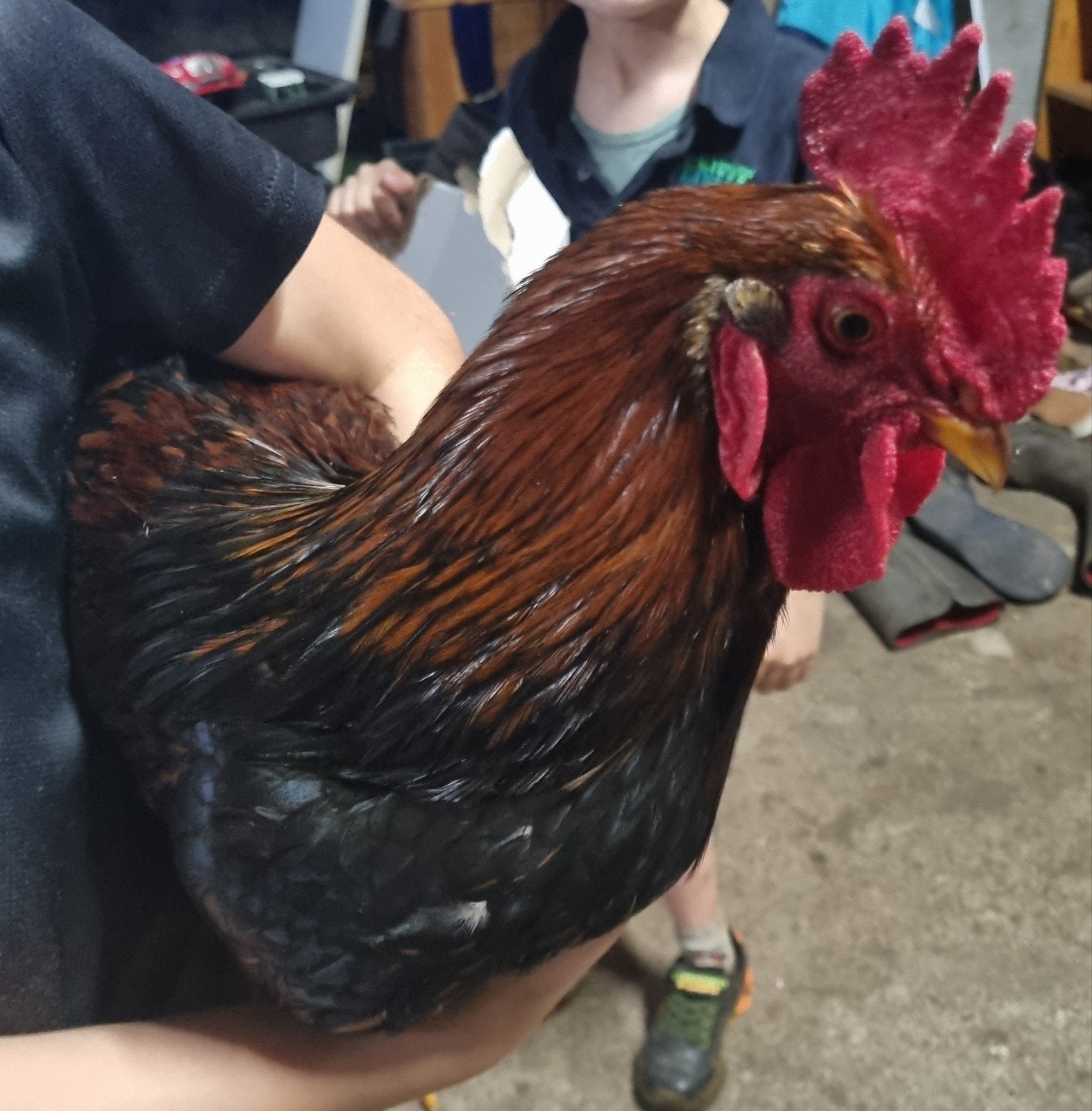 hanen gratis op te halen, Dieren en Toebehoren, Mannelijk, Kip