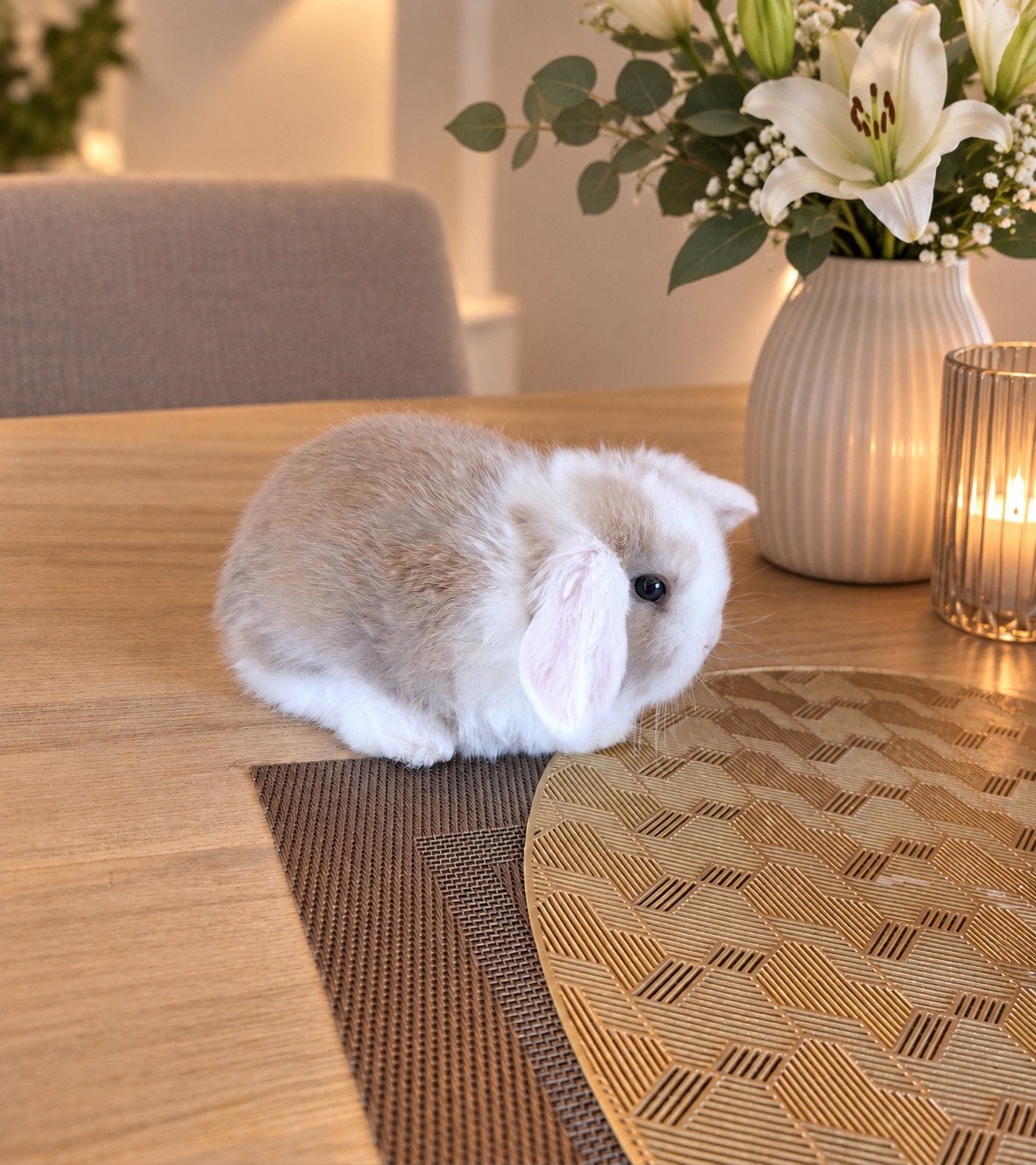 Lieve Minilop knuffelkonijntjes Tam Zindelijk Gevaccineerd, Meerdere dieren, Dwerg, Hangoor, 0 tot 2 jaar