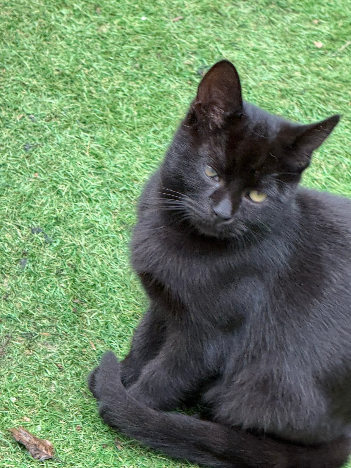 Schattig kittens, Meerdere dieren