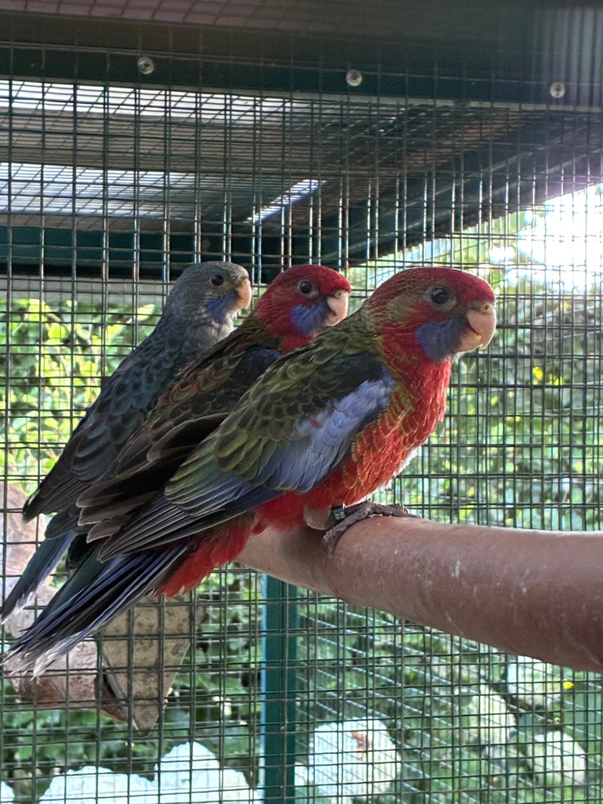 Jonge Pennant Rosella 6 stuks, Dieren en Toebehoren, Vogels | Parkieten en Papegaaien, Meerdere dieren, Parkiet