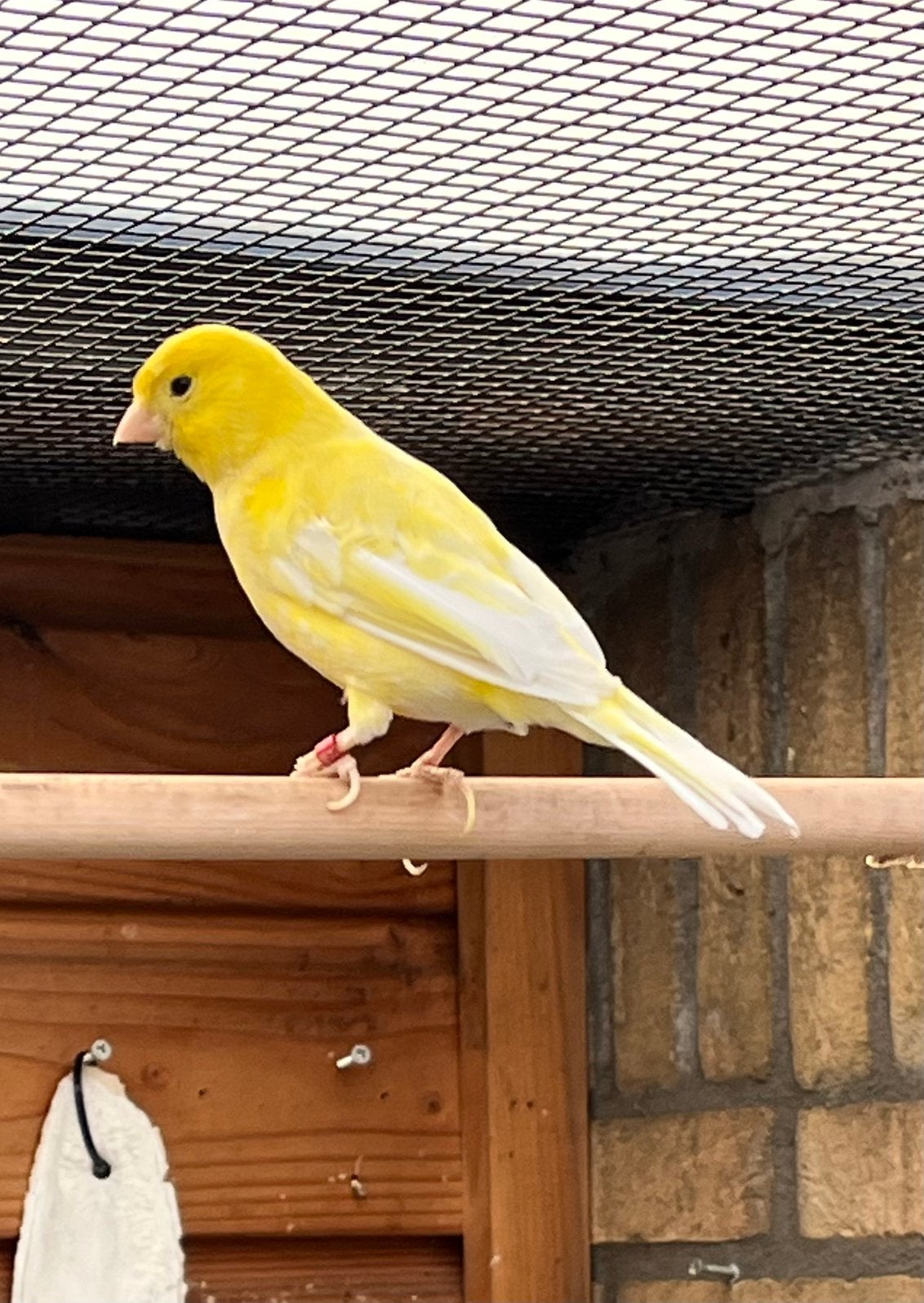 Mooie grote kanarie pop, Dieren en Toebehoren, Vogels | Kanaries, Vrouwelijk, Kleurkanarie