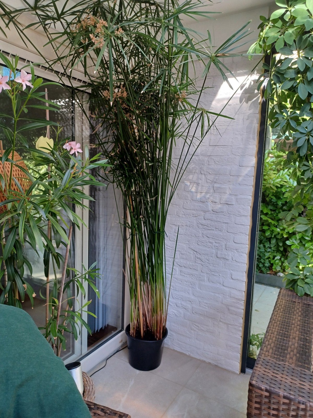 Grote Cyperus Papyrus plant - Ideaal voor terras of vijver, Tuin en Terras, Ophalen, Vaste plant, Halfschaduw, Zomer