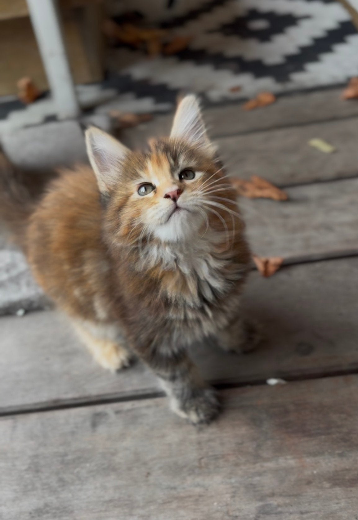 Russische Maine Coon kitten, Dieren en Toebehoren, Katten en Kittens | Raskatten | Langhaar, Meerdere dieren, Ontwormd