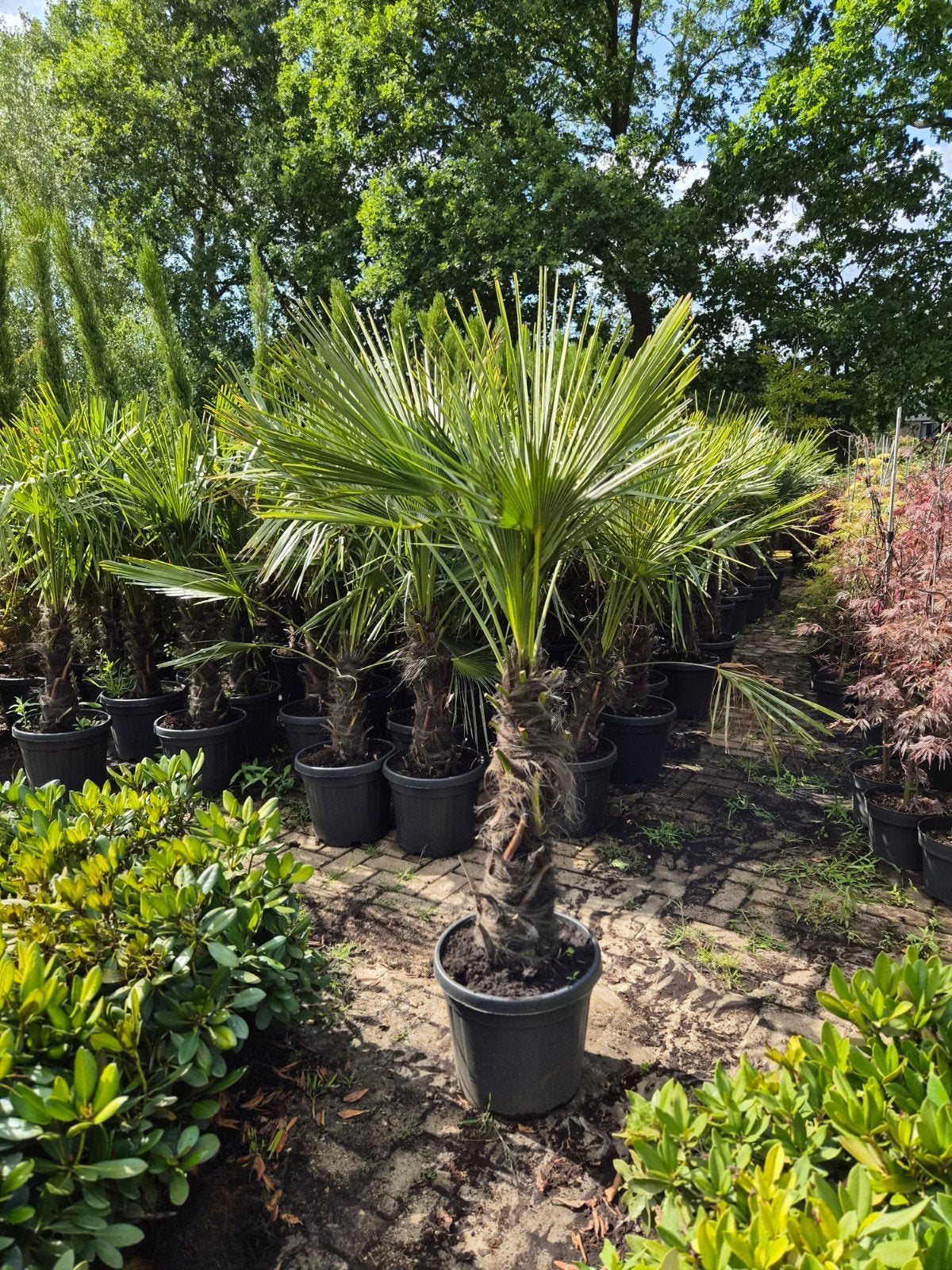 Trachycarpus Fortunei Palm - 60-70cm stam - Goedkoopste, Ophalen