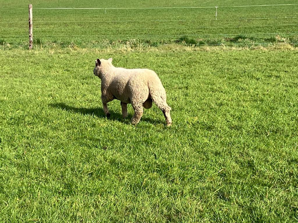 Te koop: mooie Charollais ram, Dieren en Toebehoren, Mannelijk, Schaap