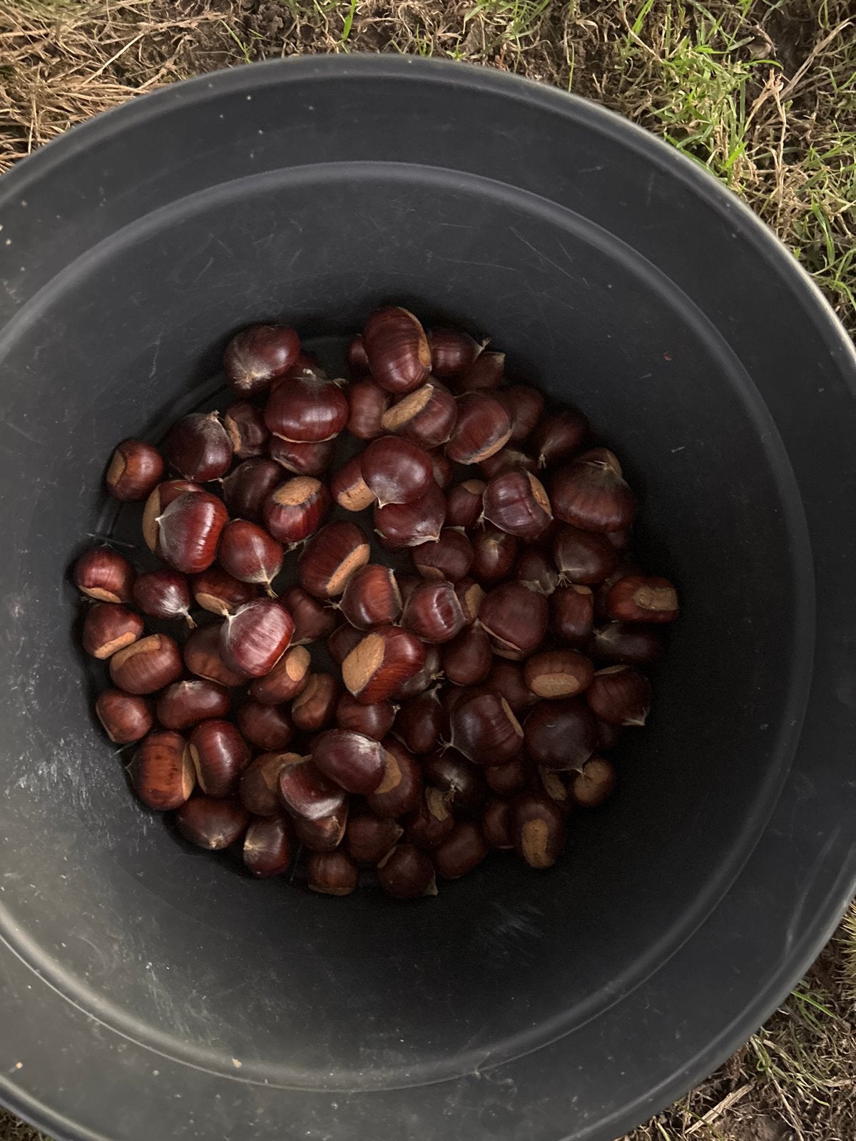 Verse tamme Kastanjes uit eigen tuin, Diversen, Ophalen of Verzenden
