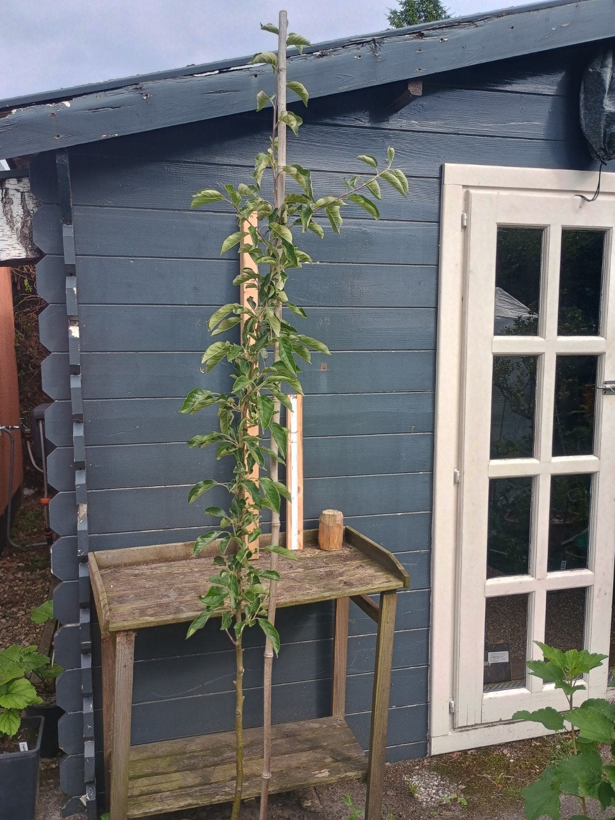 Jonagold Appelboom Halfstam - 2m10 hoog, Ophalen, Lente, Volle zon, In pot