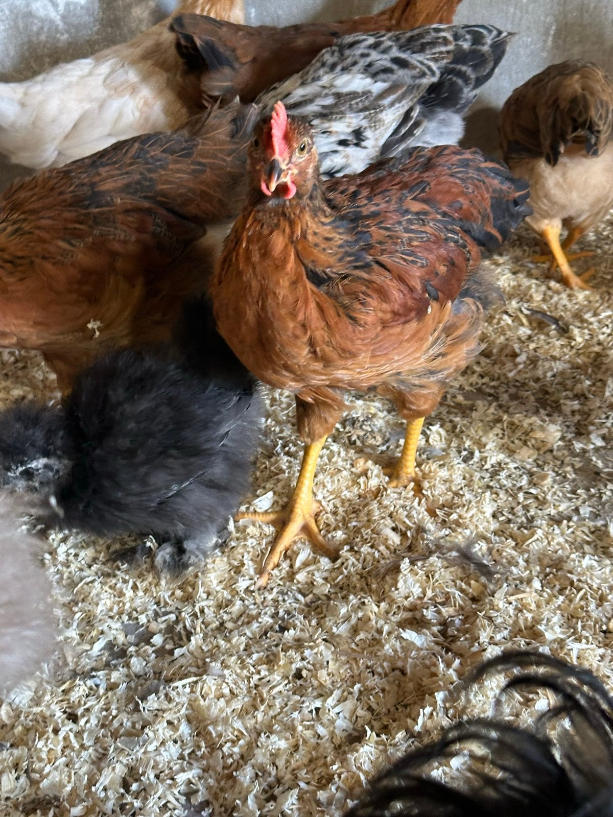 Mooie lieve jonge welsumer haan van April, Dieren en Toebehoren, Pluimvee, Mannelijk, Kip