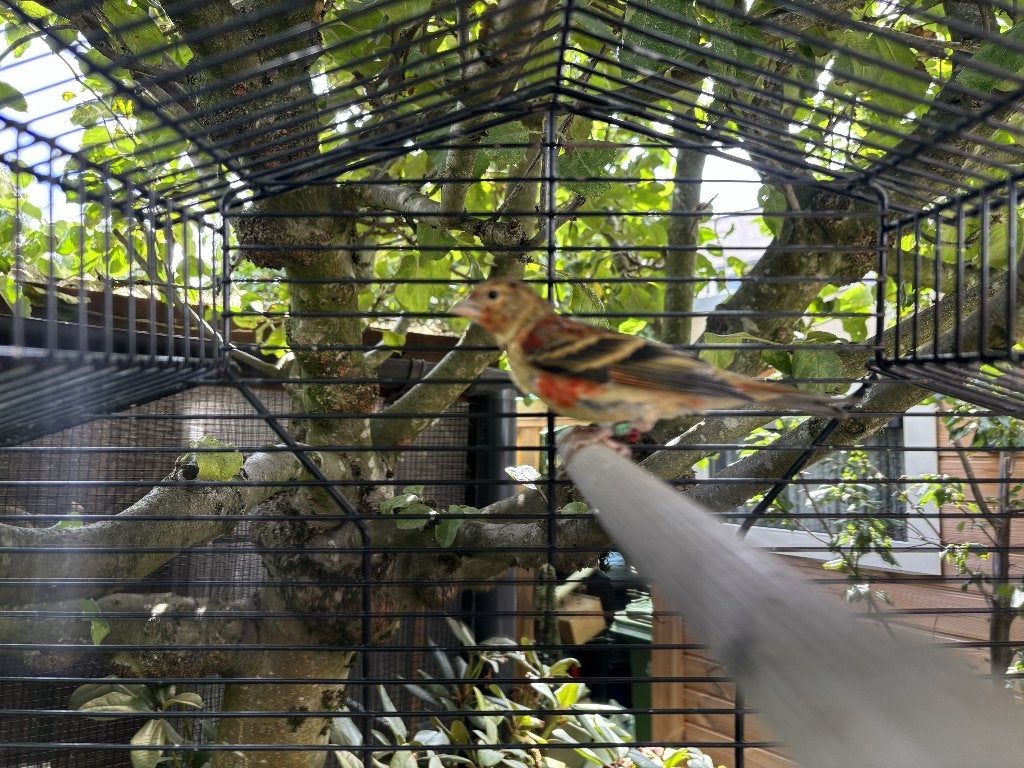 F1 Kapoetsensijs Bastaard, Meerdere dieren, Wildzangvogel, Geringd