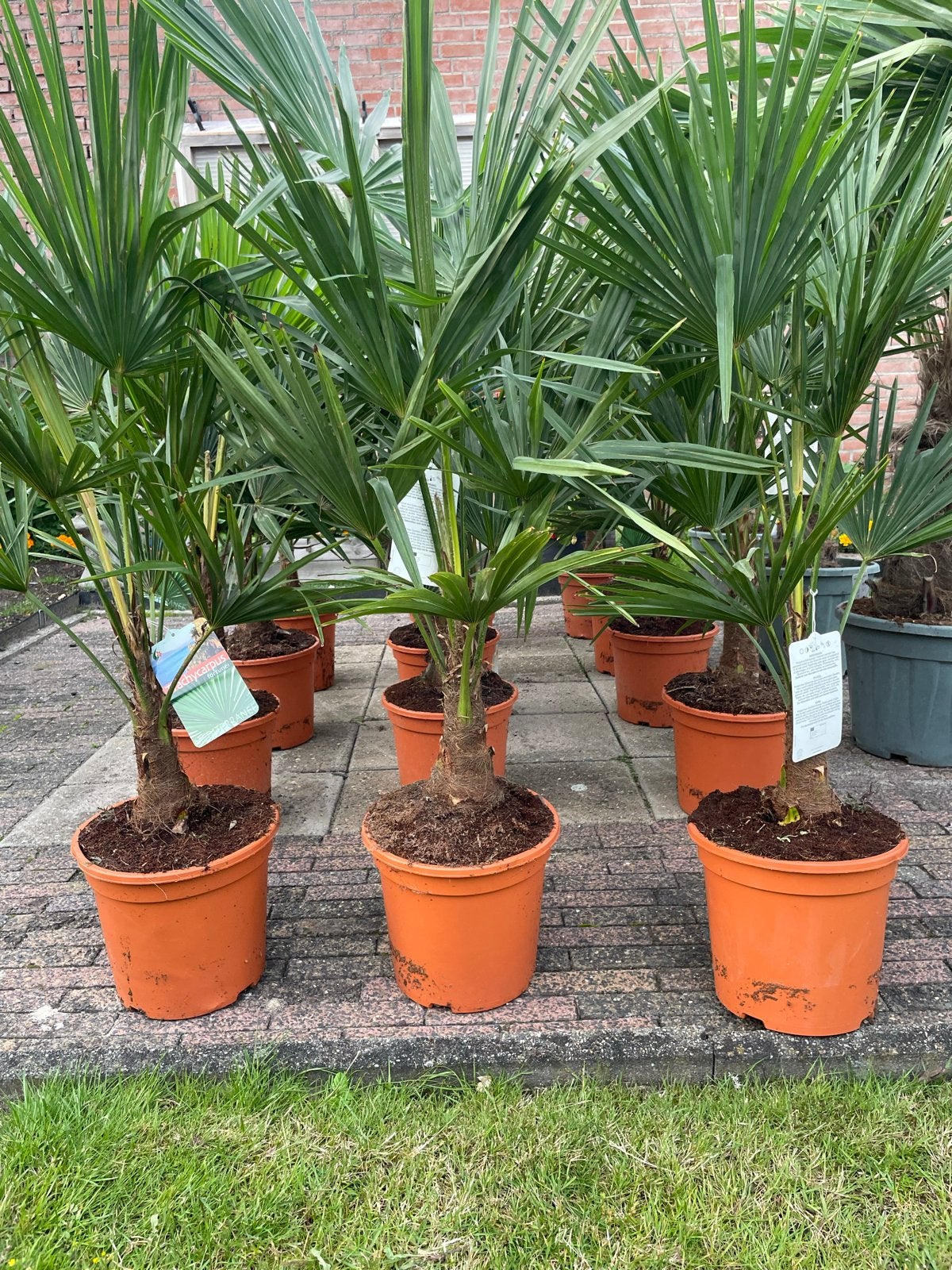 Trachycarpus Fortunei Palm - 100 cm hoog, Overige soorten, Volle zon, Vaste plant, Ophalen of Verzenden