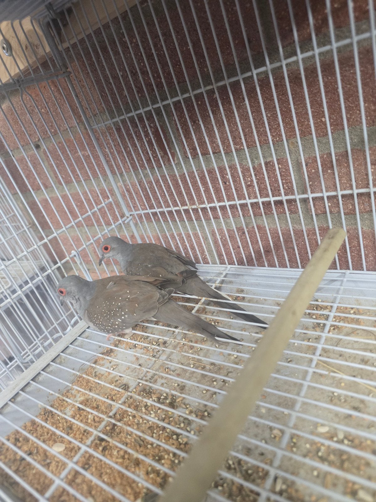 diamant duifjes, Dieren en Toebehoren, Vogels | Duiven, Meerdere dieren, Overige soorten