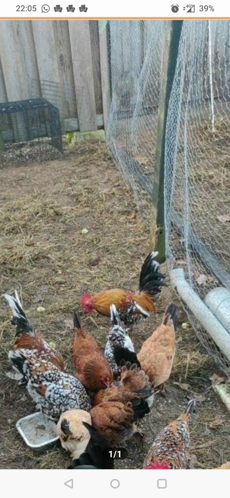 Zijdehoen hanen. En koppel sabelpoot., Dieren en Toebehoren, Meerdere dieren, Kip