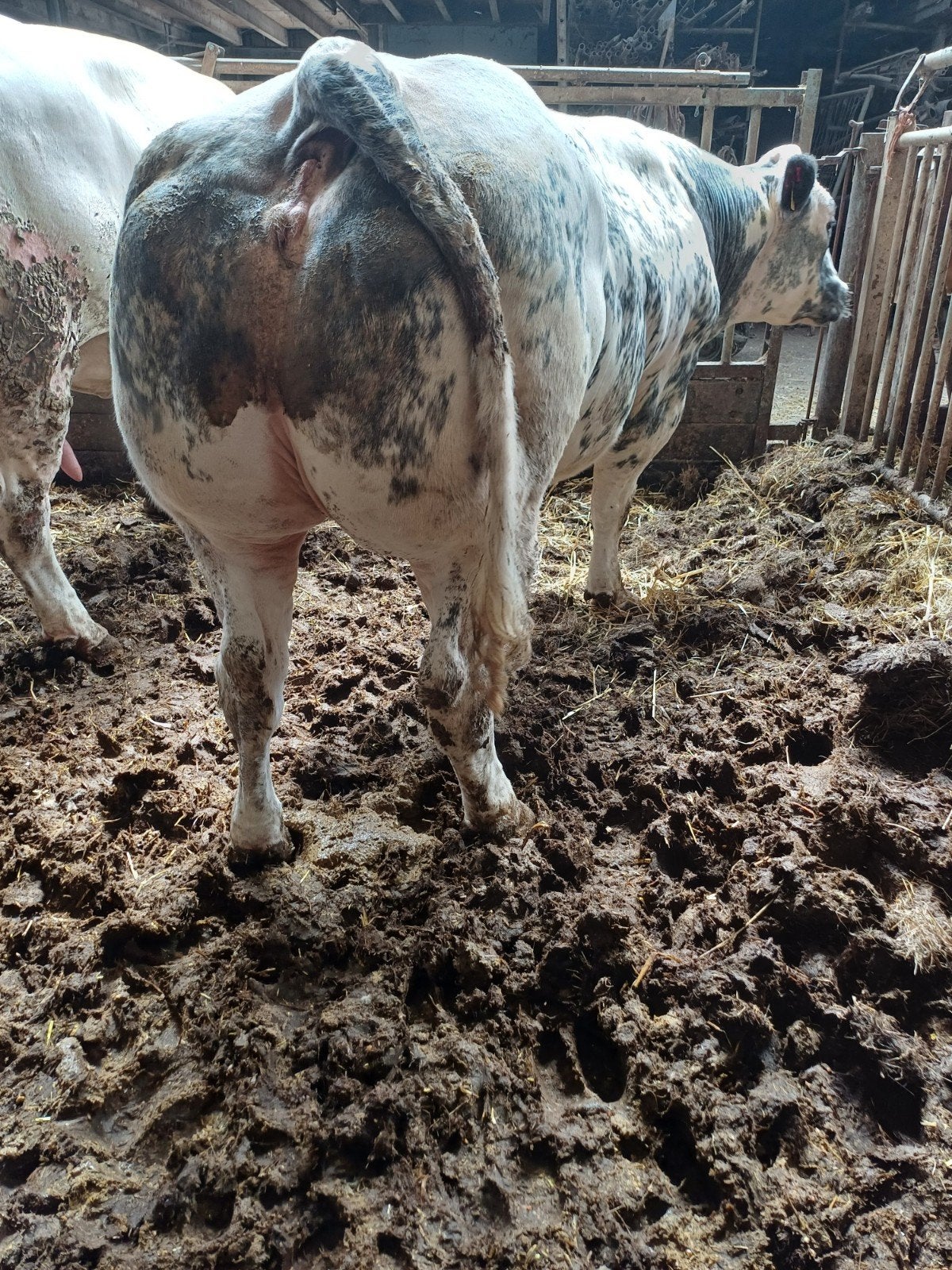 dikbil vaars, Dieren en Toebehoren, Runderen, Vrouwelijk