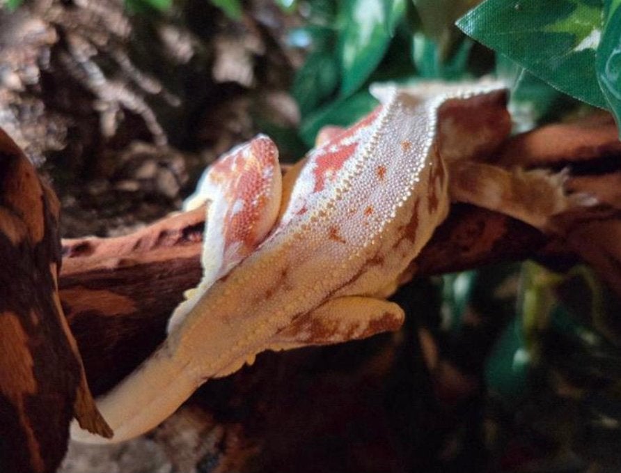 Red Lilly white wimpergekko, ciliatus Crested Gecko photo 2