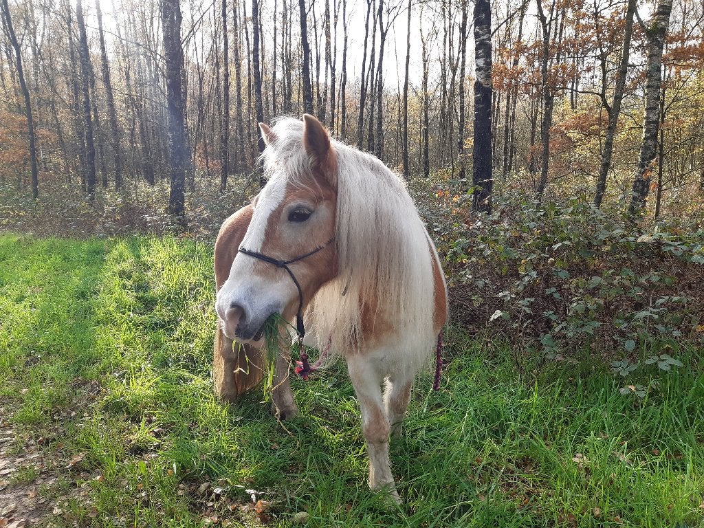 Stalling gezocht voor sociale Haflinger merrie, Dieren en Toebehoren, Stalling en Weidegang, Weidegang, 1 paard of pony
