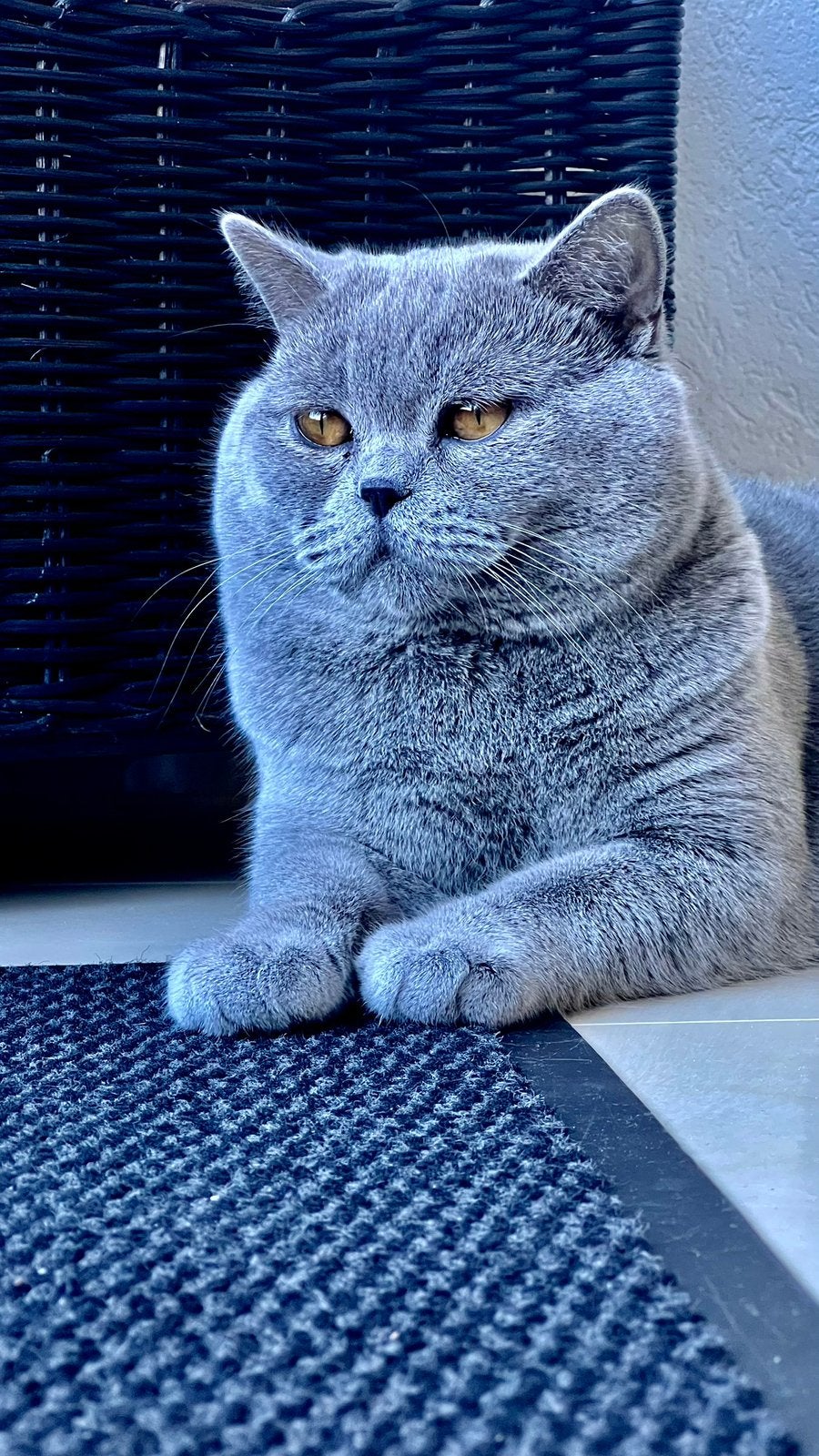 Britse Korthaar dekkater beschikbaar - Gezond en selectief, Dieren en Toebehoren, Poes