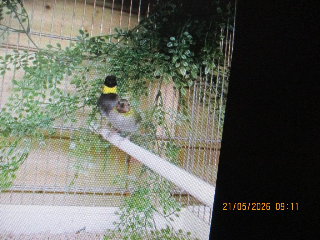 2 koppels cuba vinkjes pop+man   (klein), Dieren en Toebehoren, Vogels | Overige Vogels, Meerdere dieren, Tropenvogel