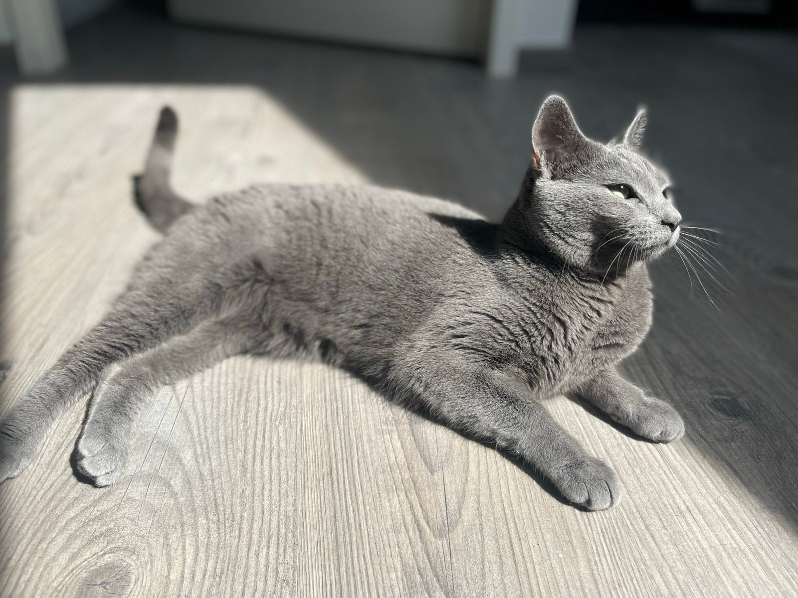 Blauwe Rus, Poes
