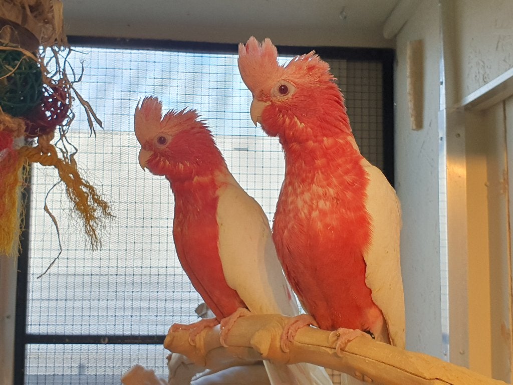 Lieve Rosé kaketoes beschikbaar, Dieren en Toebehoren, Meerdere dieren, Papegaai, Geringd