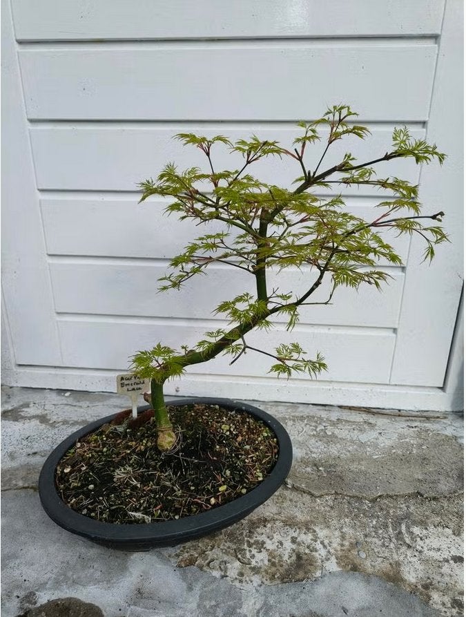 Bonsai Acer palmatum Emerald lace, Tuin en Terras, Bloeit niet, Halfschaduw, Overige soorten, Minder dan 100 cm