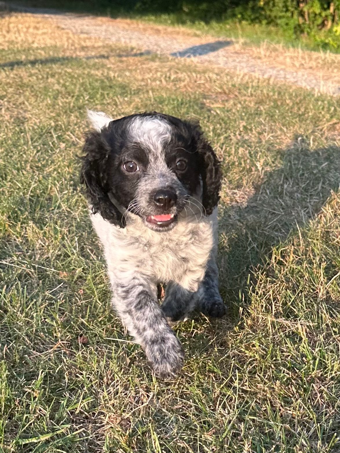 Cavapoo X Toy poedel, Poedel, 8 tot 15 weken, Parvo, Meerdere
