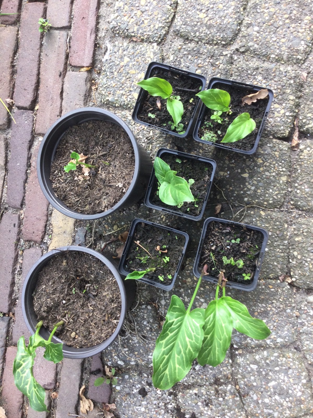 Italiaanse arondschelk, Tuin en Terras, Ophalen of Verzenden, Eenjarig, Overige soorten, Volle zon
