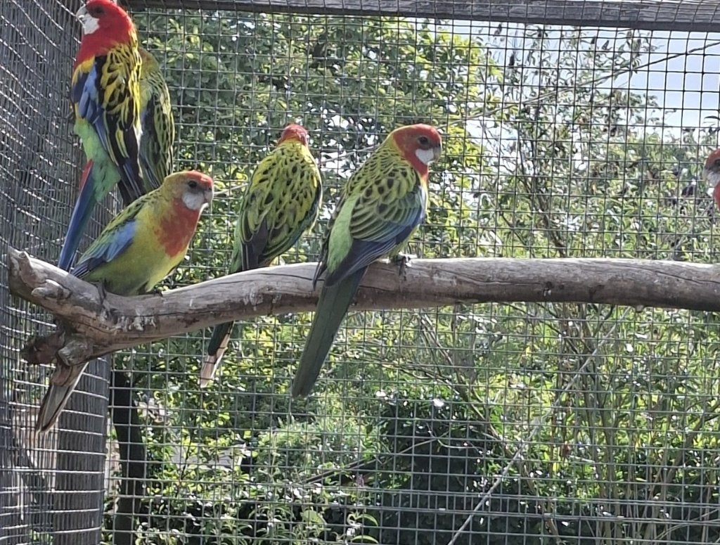 4 jonge Pracht Rosella's, Dieren en Toebehoren, Vogels | Parkieten en Papegaaien, Meerdere dieren, Parkiet, Geringd