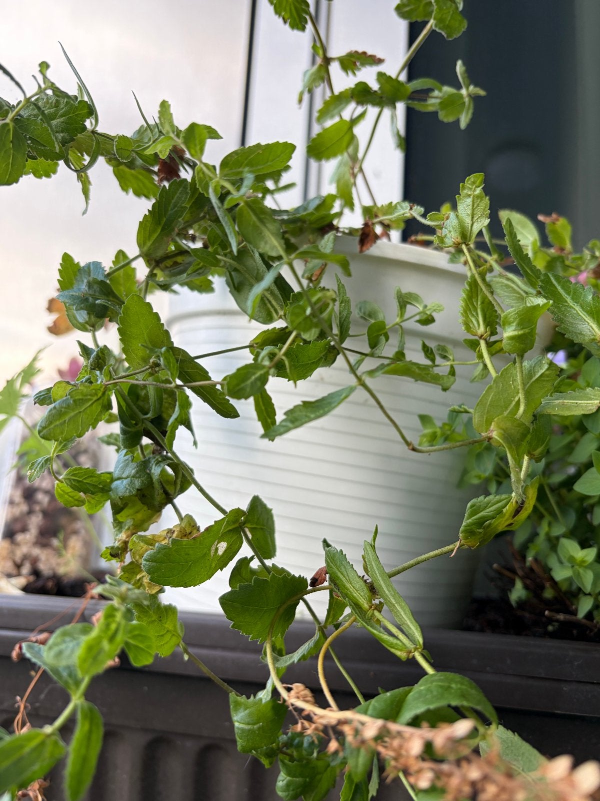 Plant, Ophalen, Vaste plant, Halfschaduw, Kruiden