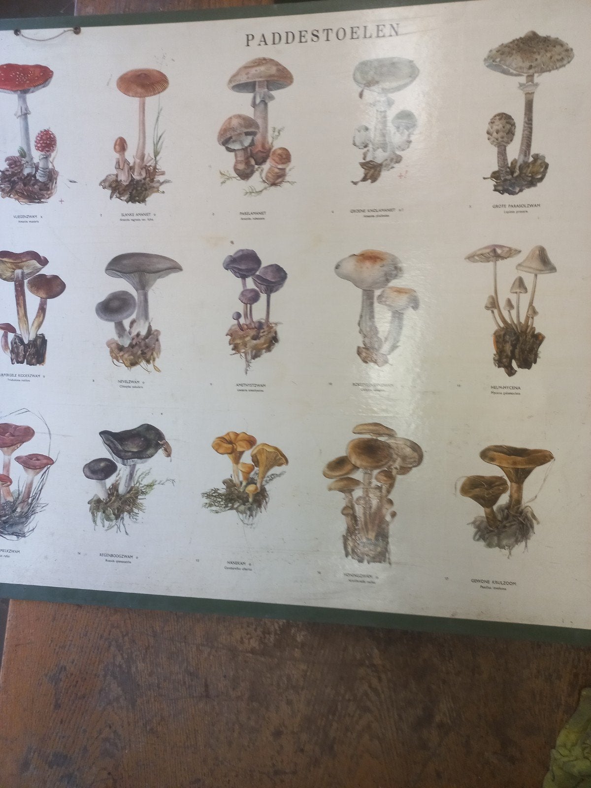 schoolkaart paddestoelen, Ophalen, Gebruikt, Papier/karton, Vintage