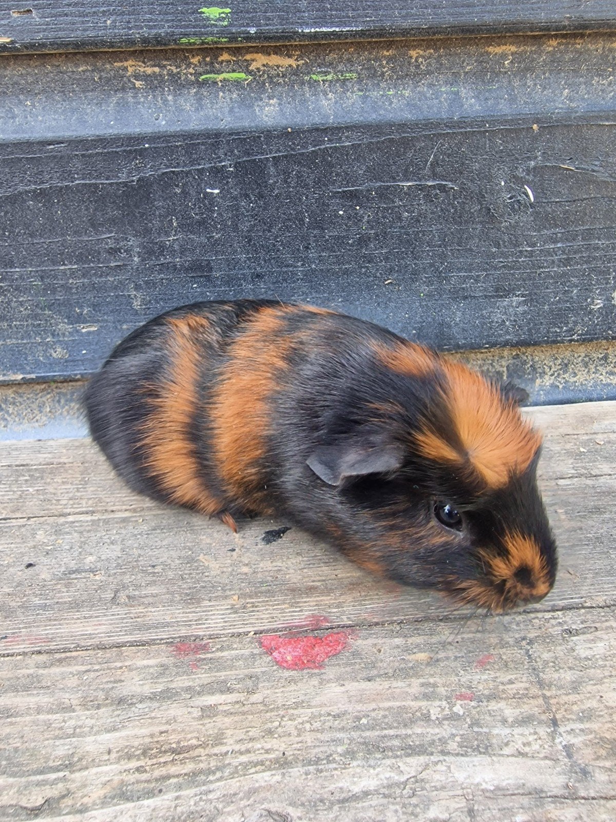 Twee beertjes te koop, Cavia, Mannelijk, Mei, Tam