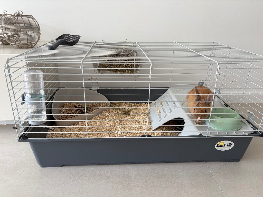 Dwergkonijn compleet met binnen hok, Dieren en Toebehoren, Vrouwelijk, Dwerg, 0 tot 2 jaar
