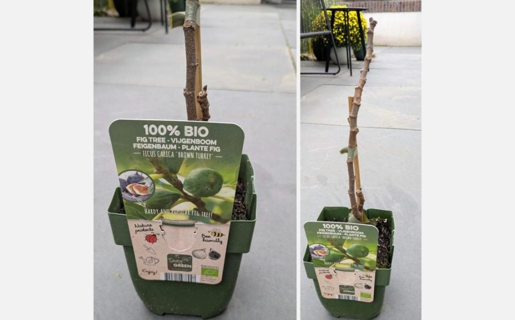 Biologische vijgenboom Ficus carica Brown Turkey in pot, Volle zon, Vaste plant, Zomer, Ophalen