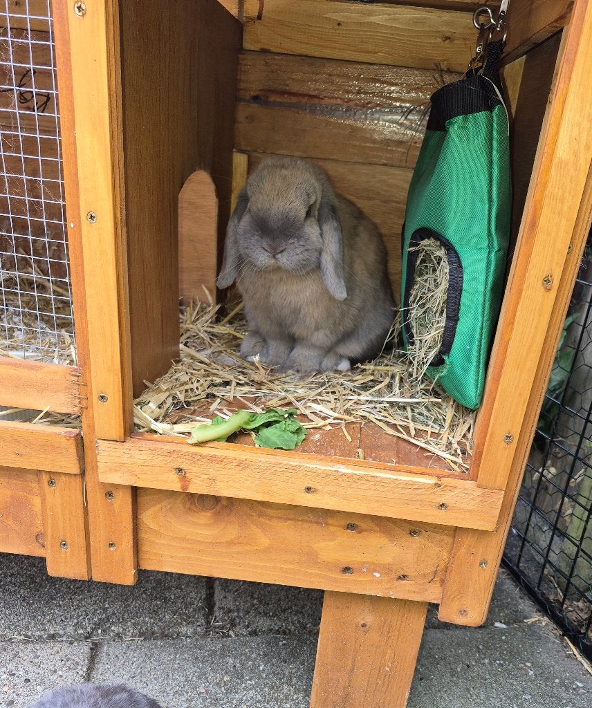 Konijntjes, Dieren en Toebehoren, Konijnen, Meerdere dieren, Dwerg, Hangoor, 0 tot 2 jaar