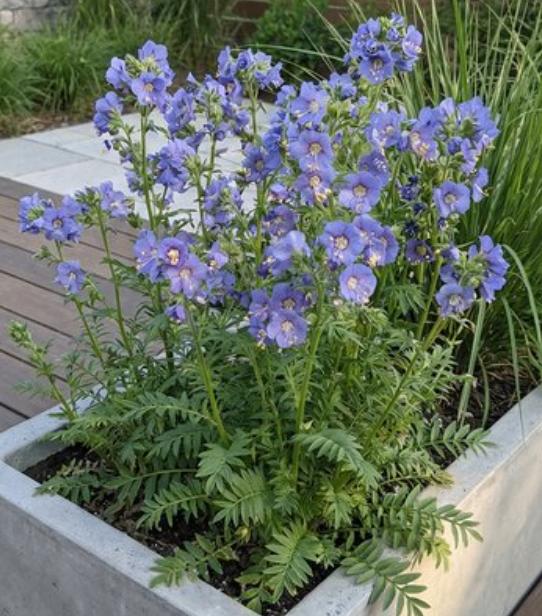 Polemonium (Jacobsladder) op slechts 2 mei direct vd kweker, Ophalen, Overige soorten, Halfschaduw