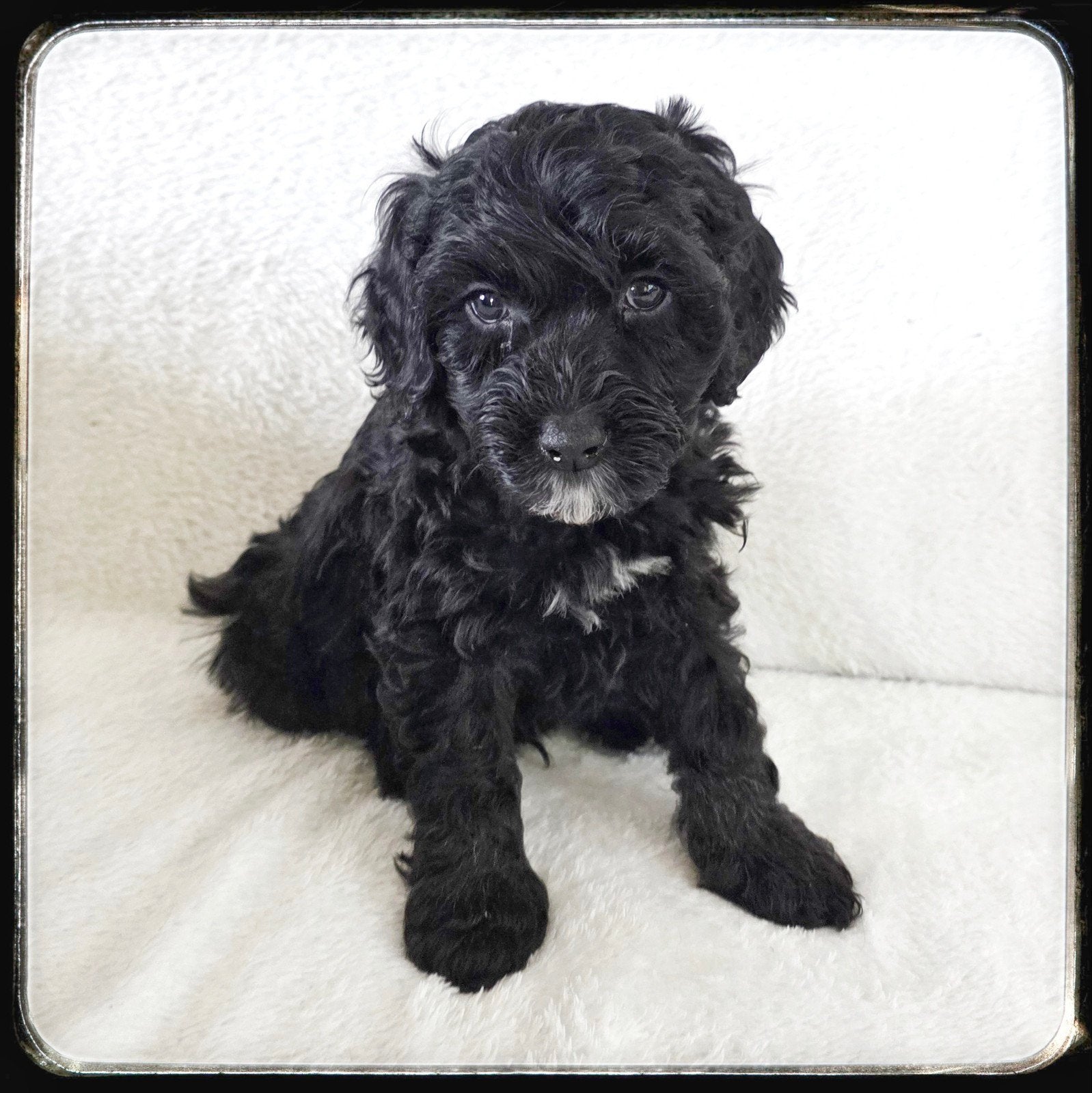 mini labradoodle pups, 8 tot 15 weken, CDV (hondenziekte), Meerdere, Nederland