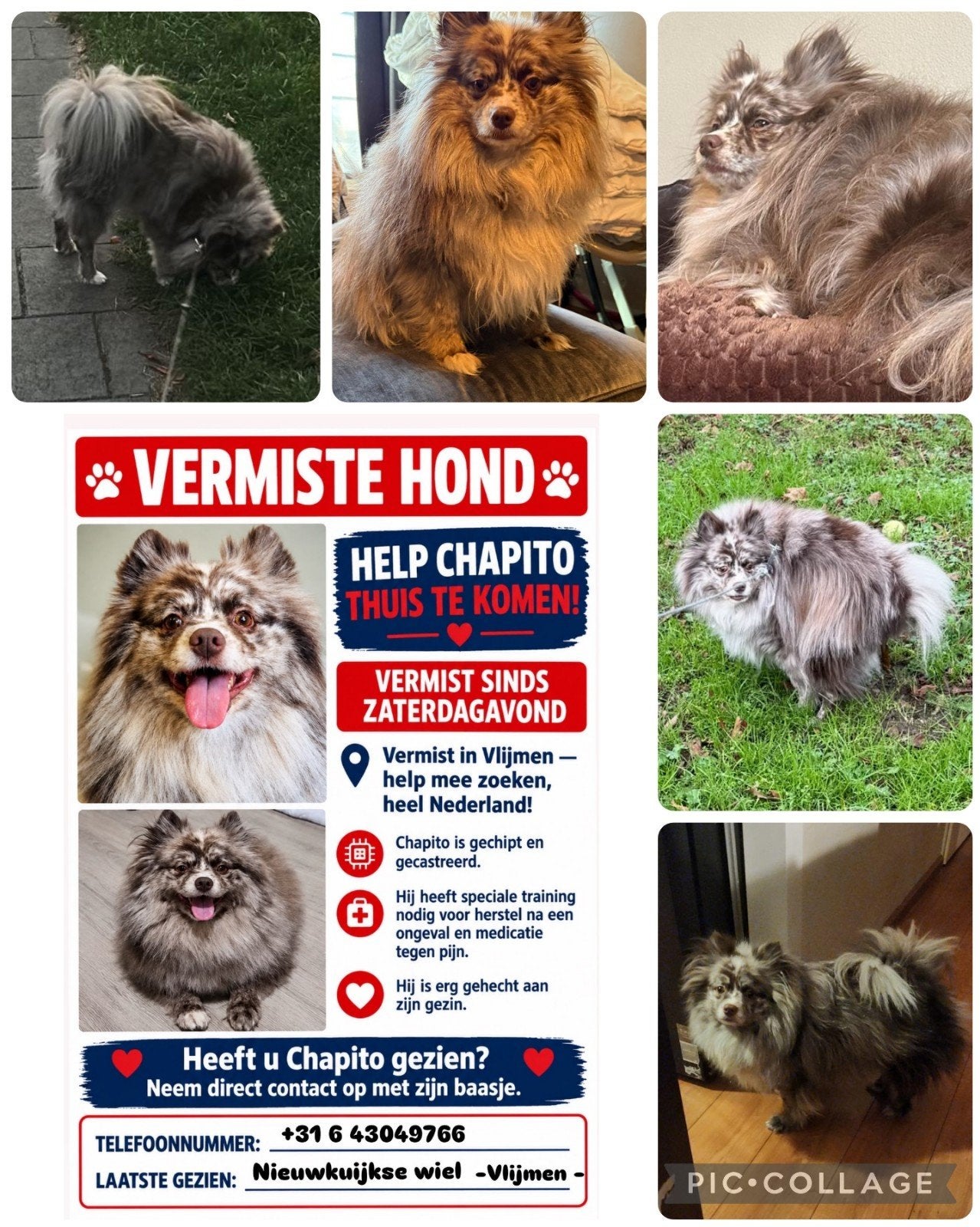 hond vermist, Hond