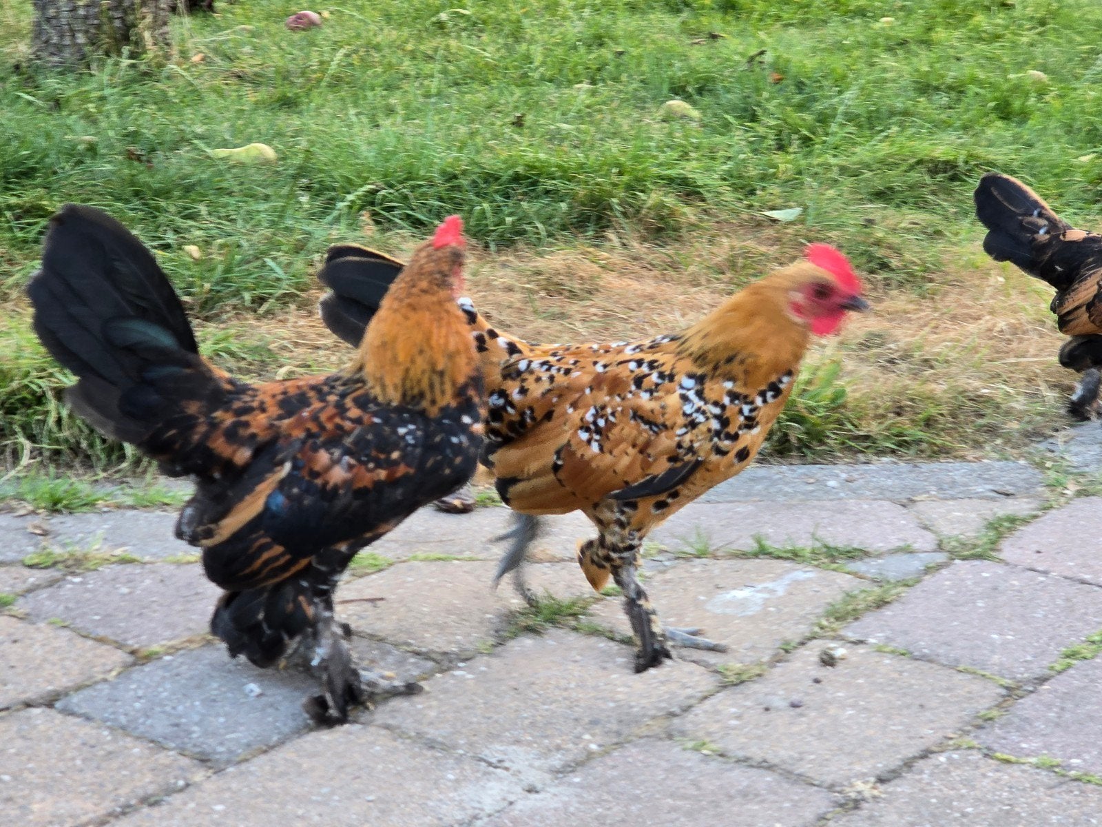sabelpootkrielkippen, Dieren en Toebehoren, Pluimvee, Meerdere dieren, Kip