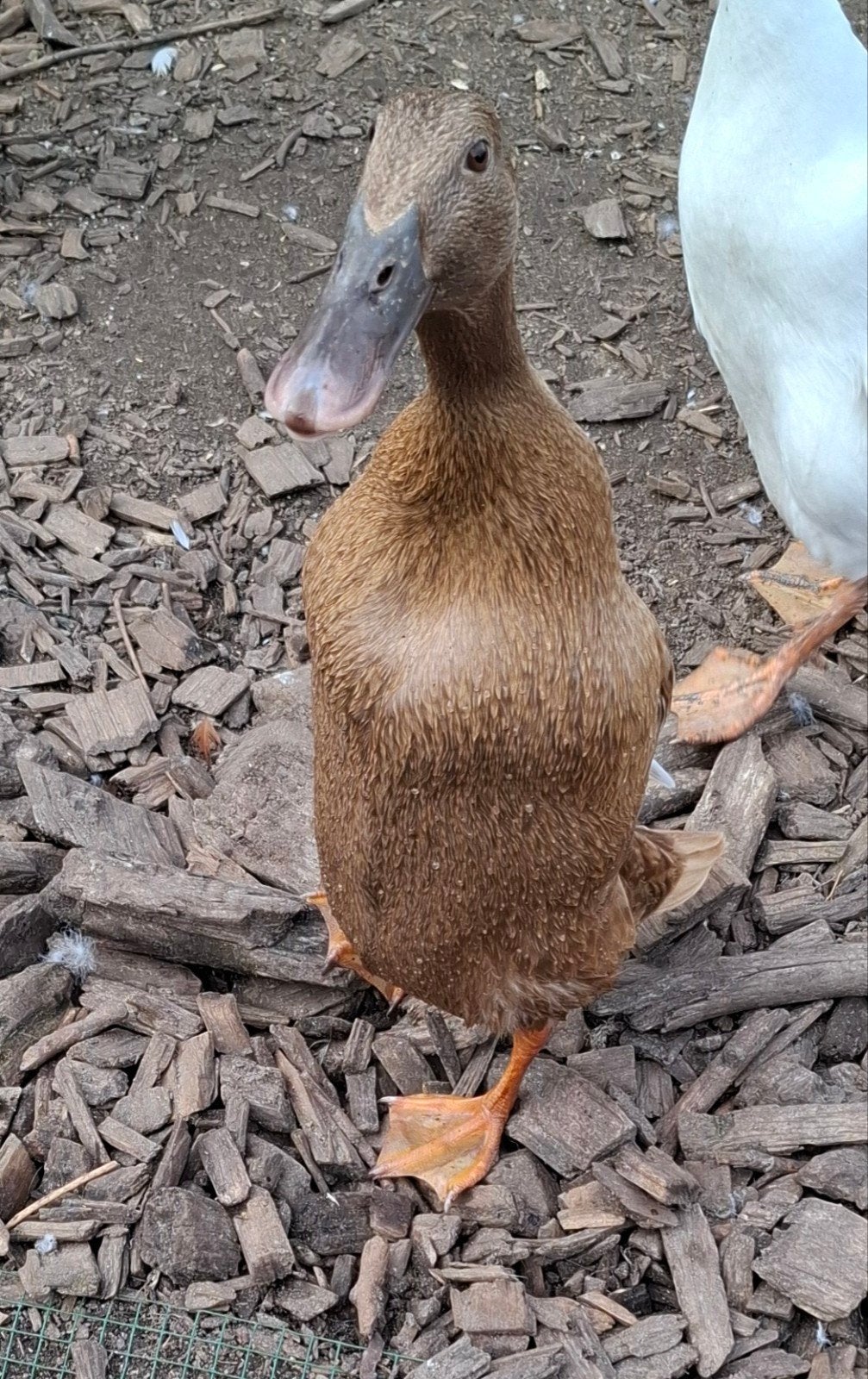 2 loopeenden te koop, Meerdere dieren